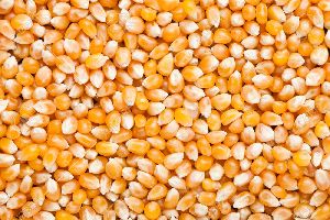 Rich in Minerals and Vitamins Popcorn Maize