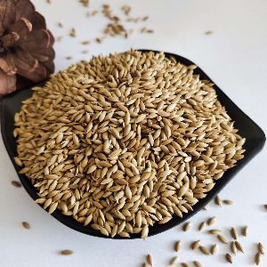 Best Quality Canary Seed From Malaysia