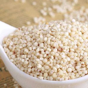 High Quality Red Sorghum/White Sorghum for Sale