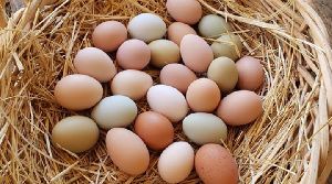Hen Eggs