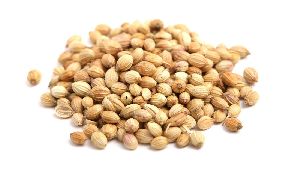 coriander seeds