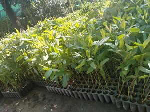 Safeda Plant