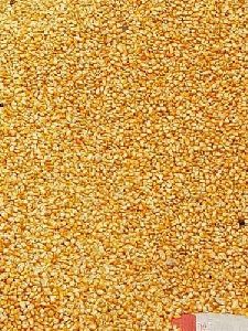 Yellow maize grains (corn)