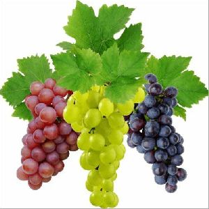 fresh grapes