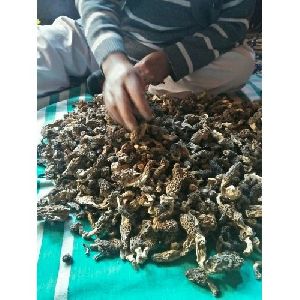 Alamdar Kashmiri Guchhi  Mushrooms