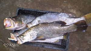 Fresh Bhetki Fish
