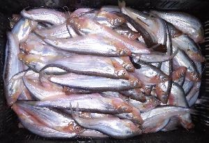 Fresh Pabda Fish