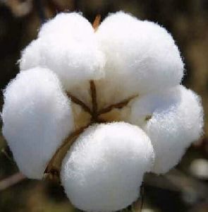 raw cotton