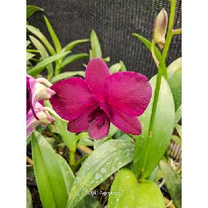 Dark Pink Dendrobium Orchid Plant