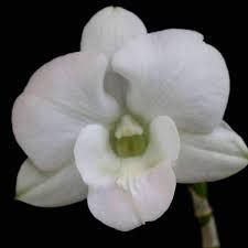 Dendrobium K.White Orchid Plant