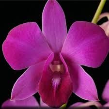Dendrobium Panjarat Pink Orchid Plant