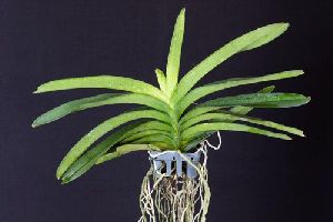 Dendrobium Potted Plant