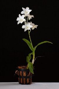 Dendrobium Sonia White Orchid Plant