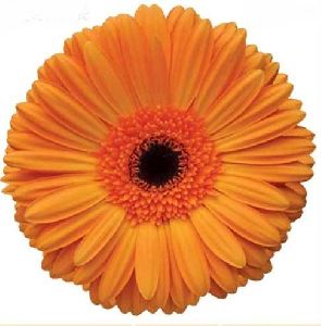 Gerbera Orange Flower