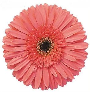 Gerbera Pink Flower