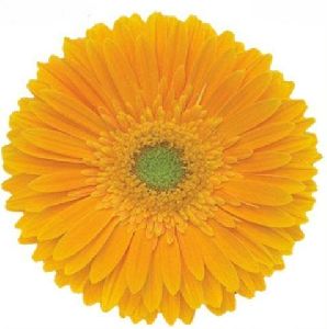Gerbera Yellow Flower