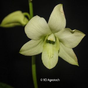 Light Green Dendrobium Orchid Plant