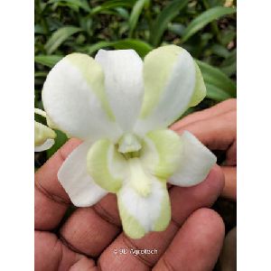 Off White Dendrobium Orchid Plant
