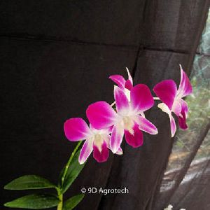 Pink and White Dendrobium Orchid Plant