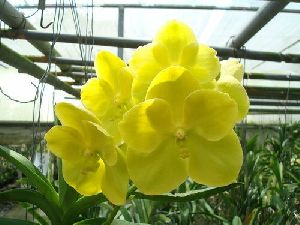 Vanda Nopporn Gold Orchid Plant