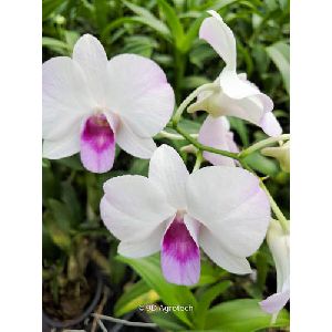 White and Pink Dendrobium Orchid Plant