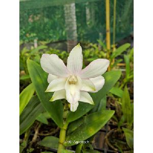 White Dendrobium Orchid Plant