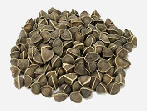 Vegetable Seeds Latest Price, Manufacturers, Suppliers & Traders