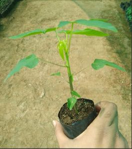 Papaya Seedling