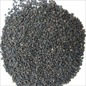 Babchi Dry Extract