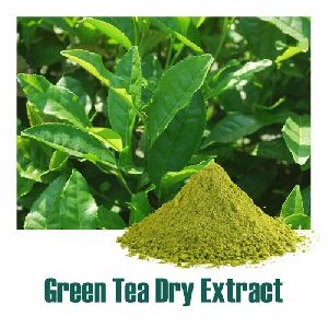 Green Tea Dry Extract