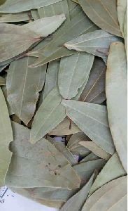 bay leaf