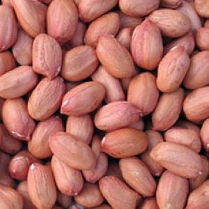 Kalyani Groundnut Seeds