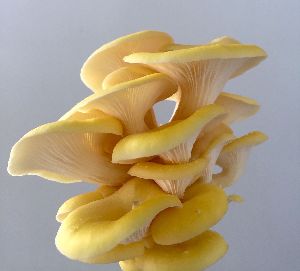Yellow Oyster Mushroom Spawn