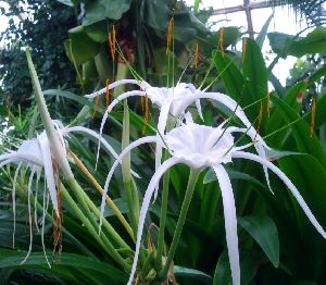 Spider Lily Bulbs