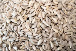 Castor Bean Seeds