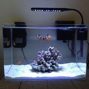Designer Fish Tank