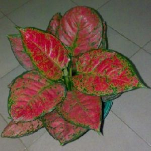 Caladium Red and Brown Plant