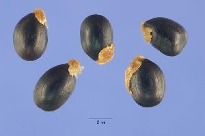 Acacia Seeds
