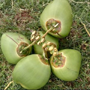 Green Tender Coconut