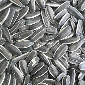 Sunflower Seed Latest Price from Manufacturers, Suppliers & Traders