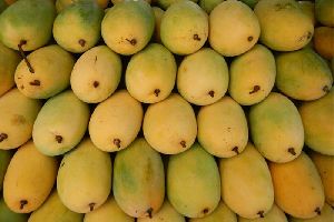 Fresh Neelam Mango