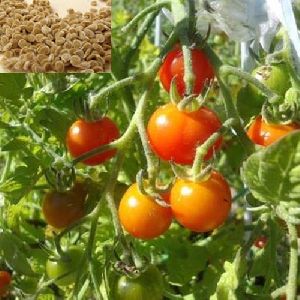 Organic Red Tomato Seeds