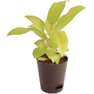 Philodendron Golden Moonshine Plant