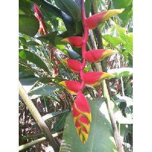 Hanging Heliconia Flower