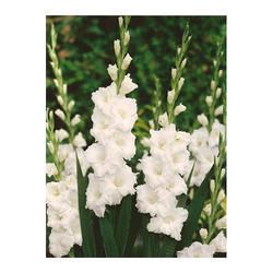 White Gladiolus Flower