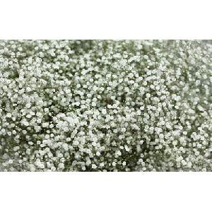 White Gypsophila Flowers