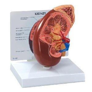 Fiber Glass Human Kidney Model