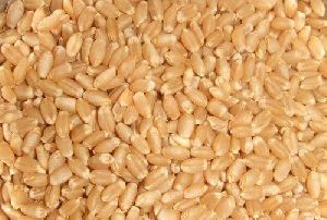 Milling Wheat Grain