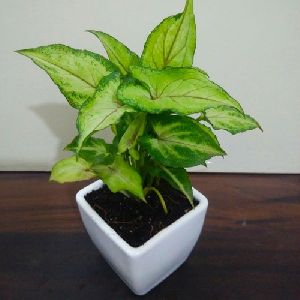 Syngonium Mini Plant