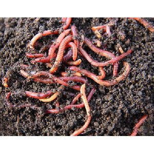 Warthworm Fertilizer